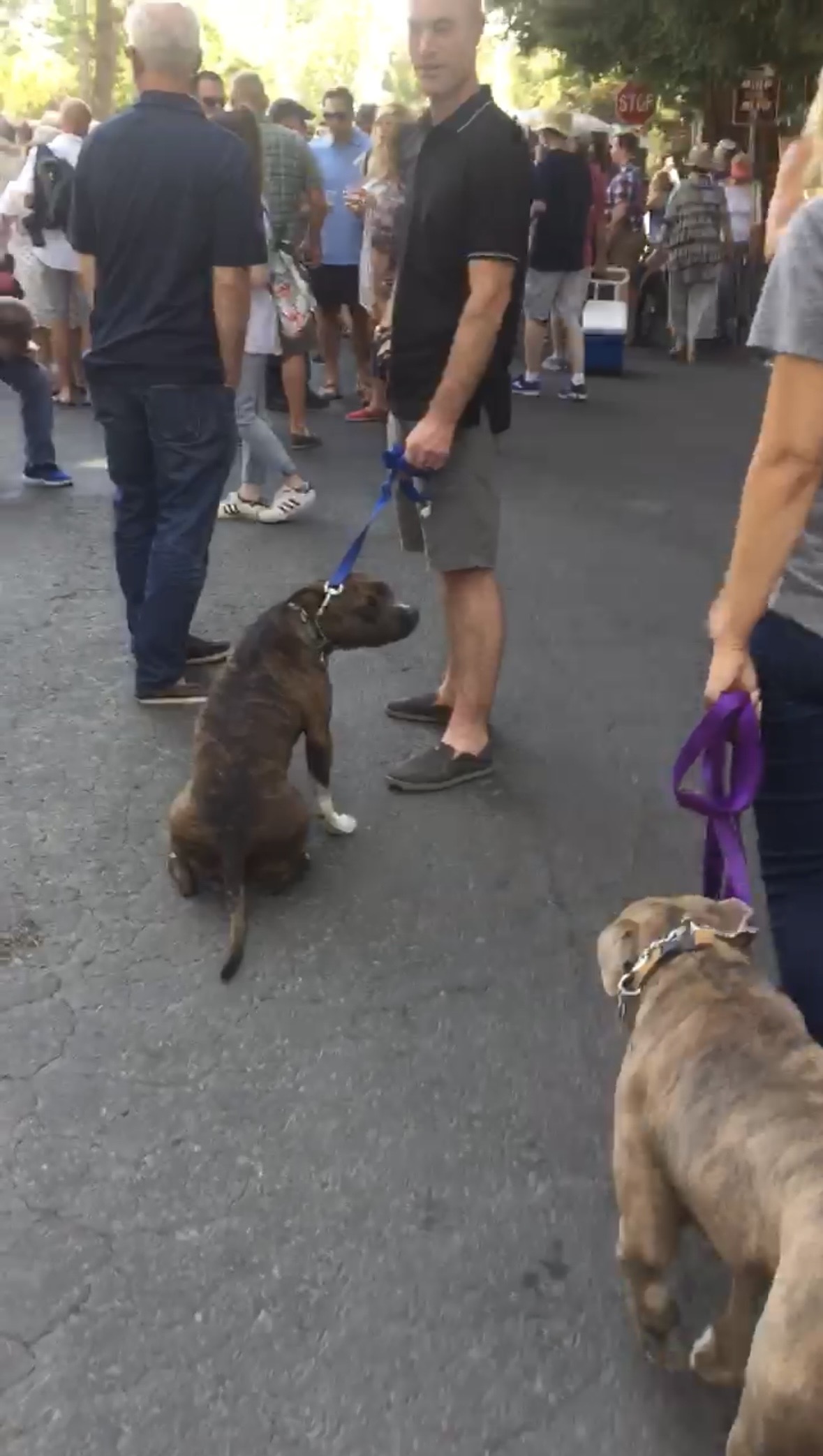 Mac and Sadie with their owners in a crowded public setting after training